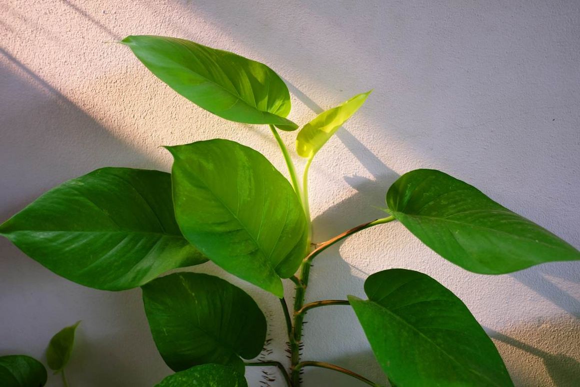 Grüne Zimmerpflanze mit großen Blättern